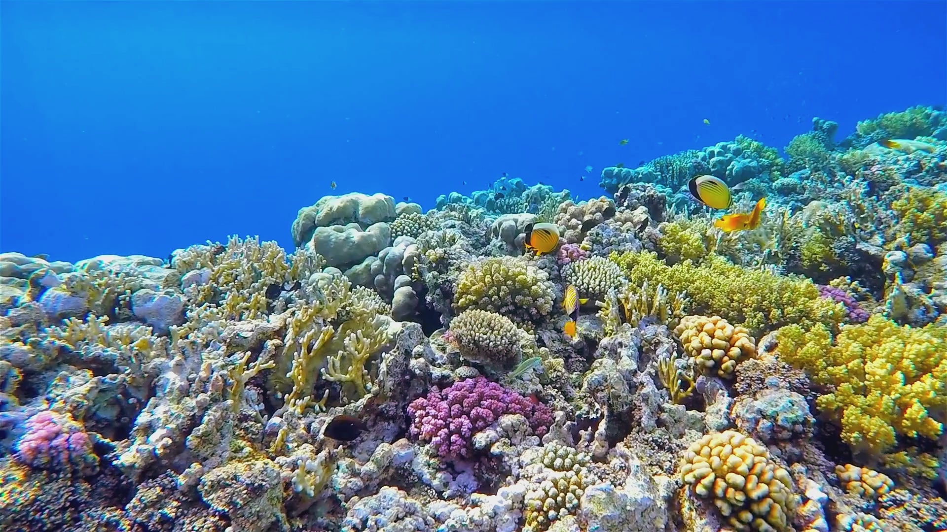 加载视频：Removing plastic, planting coral and planting trees to restore ocean health.